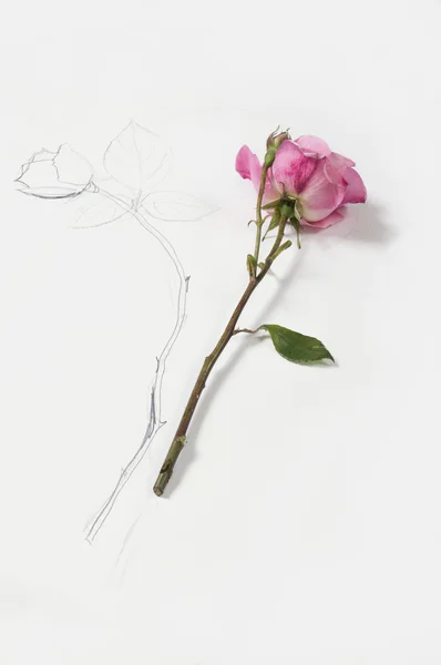 Hand drawing and image of roses in perspective — Stock Photo, Image