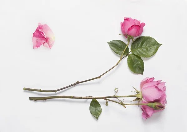 Two roses whit petal on white paper — Stock Photo, Image