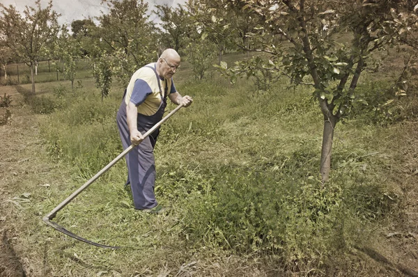 Stary chłop koszenie trawy w tradycyjny sposób z kosą — Zdjęcie stockowe