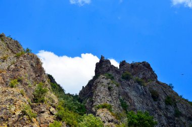 Madzharovo, Bulgaristan 23 Ağustos: Nadir görülen Akbaba türü Madzharovo, Bulgaristan 2020 Doğu Rodoplar için doğa koruma alanı