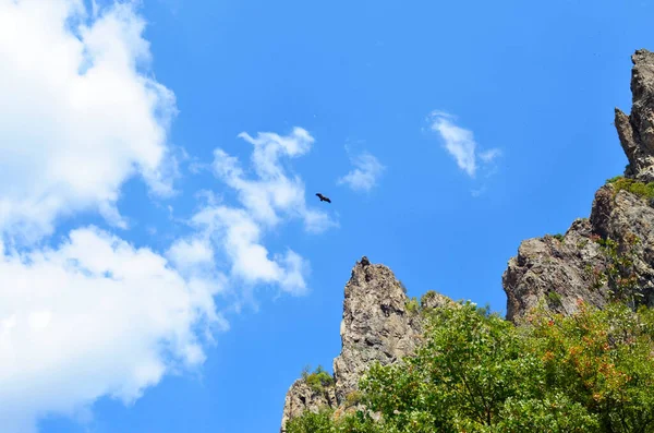 Madzharovo Bulgaria August Nature Conservation Area Eastern Rhodopes Rare Vulture — Stock Photo, Image