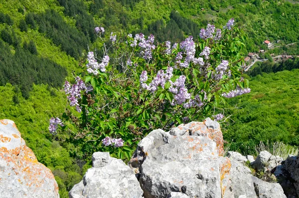 Iskar Gorge Bulgaria April Hiking Vazovs Ecopath Bulgaria — Stock Photo, Image