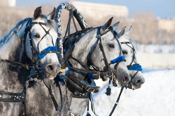 Three of horses — Stock Photo, Image