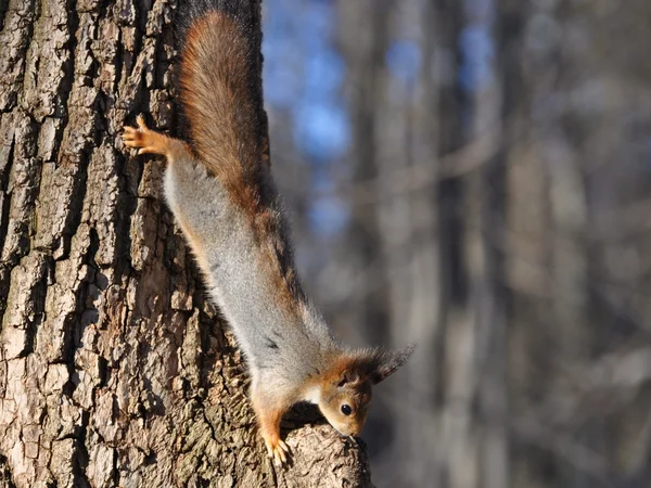 Squirrel — Stock Photo, Image