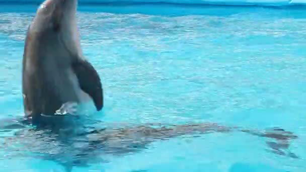 イルカストック動画 ロイヤリティフリーイルカ動画 Depositphotos