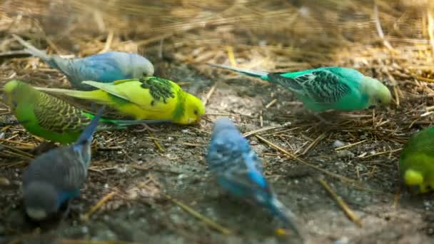 színes papagájok hierarchia feed