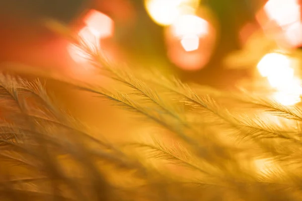 Closeup of the down feather of a bird. The bird's feather is close, fluff like seaweed or fairy trees, an abstraction of tenderness and lightness.