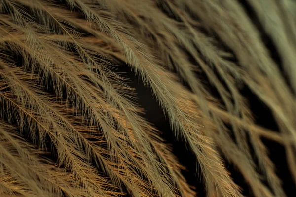 Closeup of the down feather of a bird. The bird\'s feather is close, fluff like seaweed or fairy trees, an abstraction of tenderness and lightness.