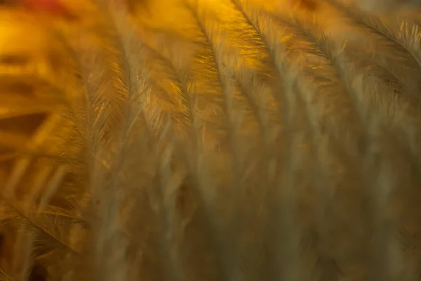 Closeup of the down feather of a bird. The bird\'s feather is close, fluff like seaweed or fairy trees, an abstraction of tenderness and lightness.