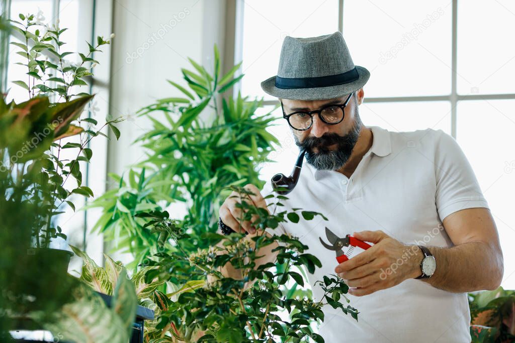 A beautiful beard man wearing hat and eyeglasses and smoke with pipe using pruning shears to cut the branches of small plant in home indoor garden.