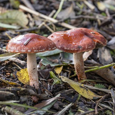 İki portakal kırmızısı strofarya (leratiomyces ceres), Zoetermeer yakınlarındaki Prielenbos 'ta ağaç kabuğu yolunda.