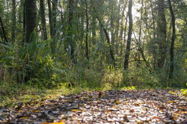 Sonbaharda ağaç kabuğu yolu, Zoetermeer yakınlarındaki Prielenbos 'ta dökülen yapraklarla kaplıdır.