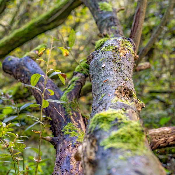 Este Tronco Árvore Caído Está Lentamente Deteriorando Úmido Prielenbos Perto — Fotografia de Stock