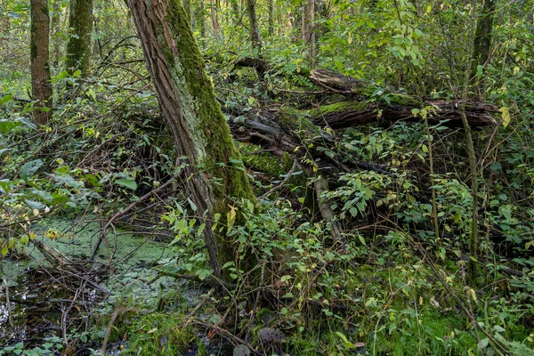 Moosige Und Umgestürzte Bäume Nassen Prielenbos Bei Zoetermeer — Stockfoto