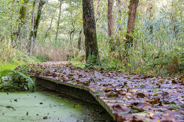 Otoño Dejado Huella Esta Cubierta Prielenbos Húmedo Cerca Zoetermeer — Foto de Stock