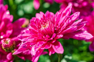 Yağmur yağdıktan sonra, kasımpatı çiçeği güneş tarafından yakılır.