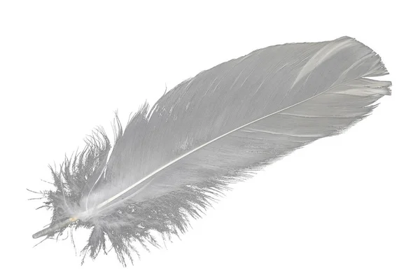 Photo Fully Isolated White Goose Feather — Stock Photo, Image