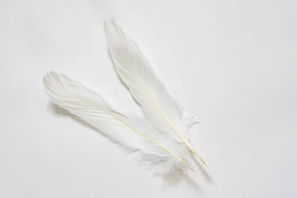 Photo Two White Goose Feathers White Background — Stock Photo, Image