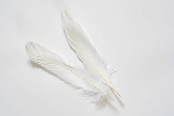 Foto Dos Plumas Ganso Blanco Sobre Fondo Blanco —  Fotos de Stock