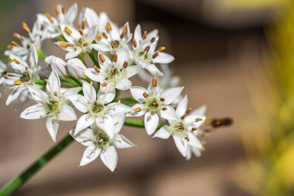 Fine Flowers Garlic Plant — Stock Photo, Image