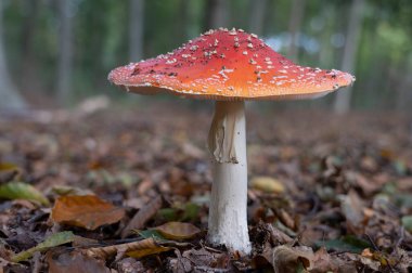 Wassenaar 'daki De Horsten parkında çok güzel bir Fly Agaric (Amanita muscaria).