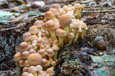 Wassenaar 'daki De Horsten parkındaki ölü bir ağaç kütüğünün üzerinde sülfür başlıklı büyük bir mantar grubu (Hypholoma fasciculare)