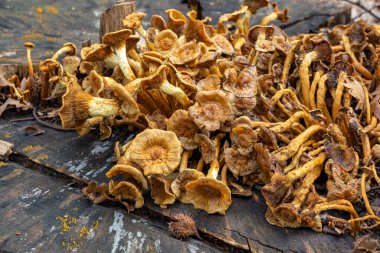 Wassenaar 'daki De Horsten parkındaki bu ölü ağaç gövdesi büyük bir chanterelles (Cantharellus cibarius) grubu ile kaplıdır ve ön planda Sarı Boynuz (Caloreca cornea) bulunur.)