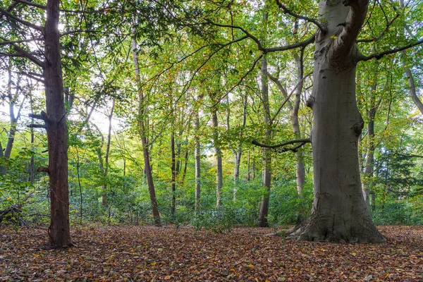 Jesienią Drzewa Uzyskują Piękne Kolory Parku Horsten Wassenaar — Zdjęcie stockowe