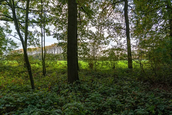 Cette Lisière Forêt Borde Les Prairies Près Linschoten — Photo