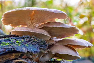 Linschoten malikanesi yakınlarındaki bir sandıkta, güzel lamellae, istiridye mantarı (Pleurotus ostreatus) ile odaklanmış güzel bir mantar.