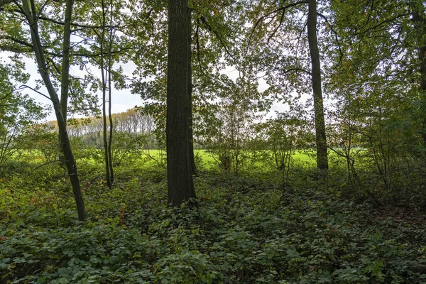 Tcette Lisière Forêt Borde Les Prairies Près Linschoten — Photo