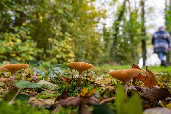 Many Trechterzwammen (Clytocybe) grow on this forest path of the Linschoten estate