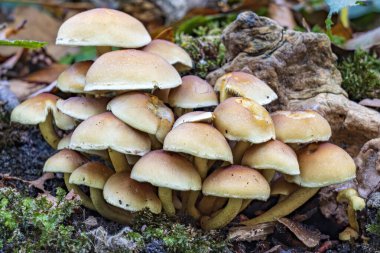 Lahey 'deki Ockenburg parkında sülfür tüyü (Hypholoma fasciculare) bulunan ölü bir ağaç gövdesi.