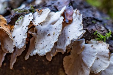 Bu Witwollige dennenzwam (Skeletocutis amorpha), Lahey 'deki Ockenburg parkında güneşli bir sonbahar gününde yarım çürümüş bir ağaç kütüğündeki patates cipslerine benziyor.