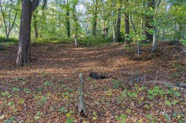 Güneşli bir sonbahar gününde, Lahey 'deki Ockenburg parkında yapraklarla kaplı bir tepe.