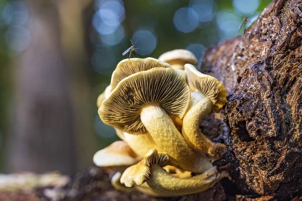 Een Zwaveltuft Hypholoma Fasciculare Met Enkele Muggen Een Half Rotte — Stockfoto