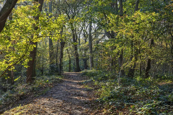 Стежка Через Ліс Восени Забарвлена Сонячний Осінній День Парку Оккенбург — стокове фото