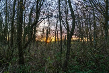 Batan güneş, Zoetermeerse Plas Gölü yakınlarındaki bu ilkel ormanın kenarında görülebiliyor.