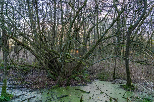 Sol Poniente Visible Detrás Las Ramas Irregulares Este Bosque Primitivo — Foto de Stock