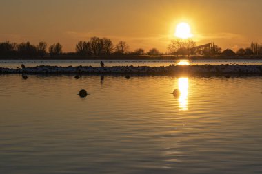 Zoetermeerse Plas gölünde dinlenen karabataklarla dolu bir adanın üzerinde güzel bir günbatımı. Arka planda Kar Dünyası 'nın örtülü kayak yamacı var.