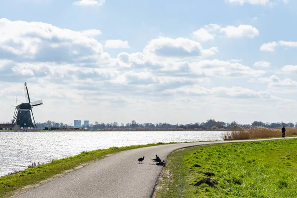 Три Туфлі Воюють Шляху Циклу Вздовж Озера Rottemeren Біля Вітряка — стокове фото