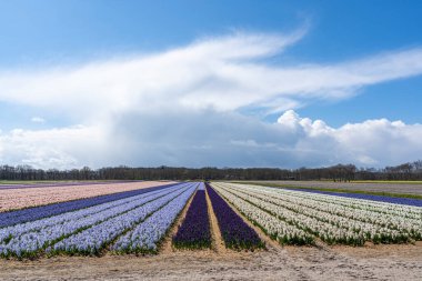 Arkasında zıt sarı laleler bulunan çeşitli renklerde sümbülleri olan ampul alanlarından oluşan bir palet.
