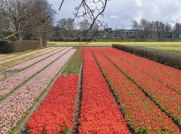 Długie Rzędy Różowych Czerwonych Tulipanów Polem Żółtych Żonkili Tle — Zdjęcie stockowe