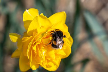 Bu sarı çift nergis büyük bir yaban arısı tarafından ziyaret edilir.