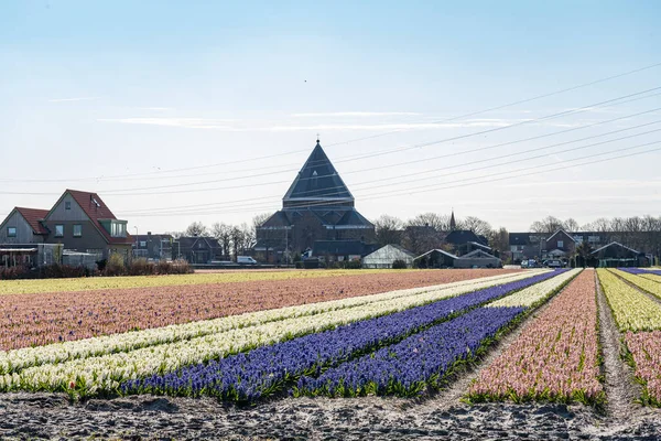 Arka planda Lisse 'de tipik Engelbewaarderskerk ile pembe, beyaz ve mavi sümbülleri olan geniş ampul alanları