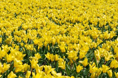 Lisse 'nin etrafındaki ampul tarlalarında bir sürü güzel sarı lale var.
