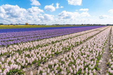 Hollanda, Lisse yakınlarında, arka planında sarı nergis bulunan sonsuz sayıda mor, beyaz ve pembe sümbüllü ampul tarlaları