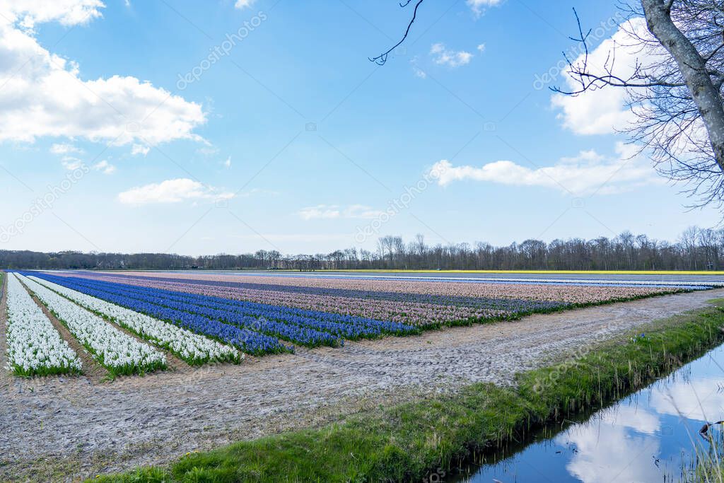 A color palette of different colors Hyacinths and bright yellow tulips near Lisse, the Netherlands