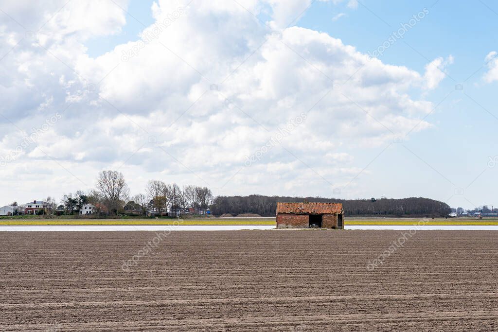 An isolated old bulb shed between the bulb fields near Lisse, the Netherlands