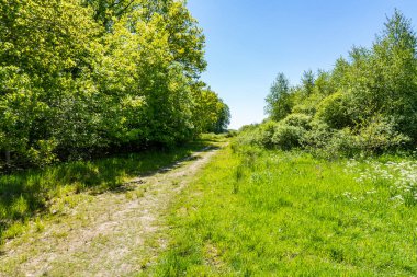 Kumlu bir araba yolu, uzun yeşil çalıların arasından güneşli bir çayır bölgesine doğru uzanıyor.